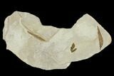 Three Fossil Leaves - Green River Formation, Utah #117967-1
